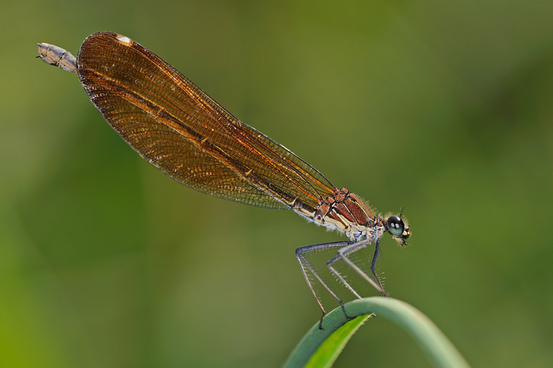 Calopteryx quale? - Calopteryx haemorrhoidalis e splendens